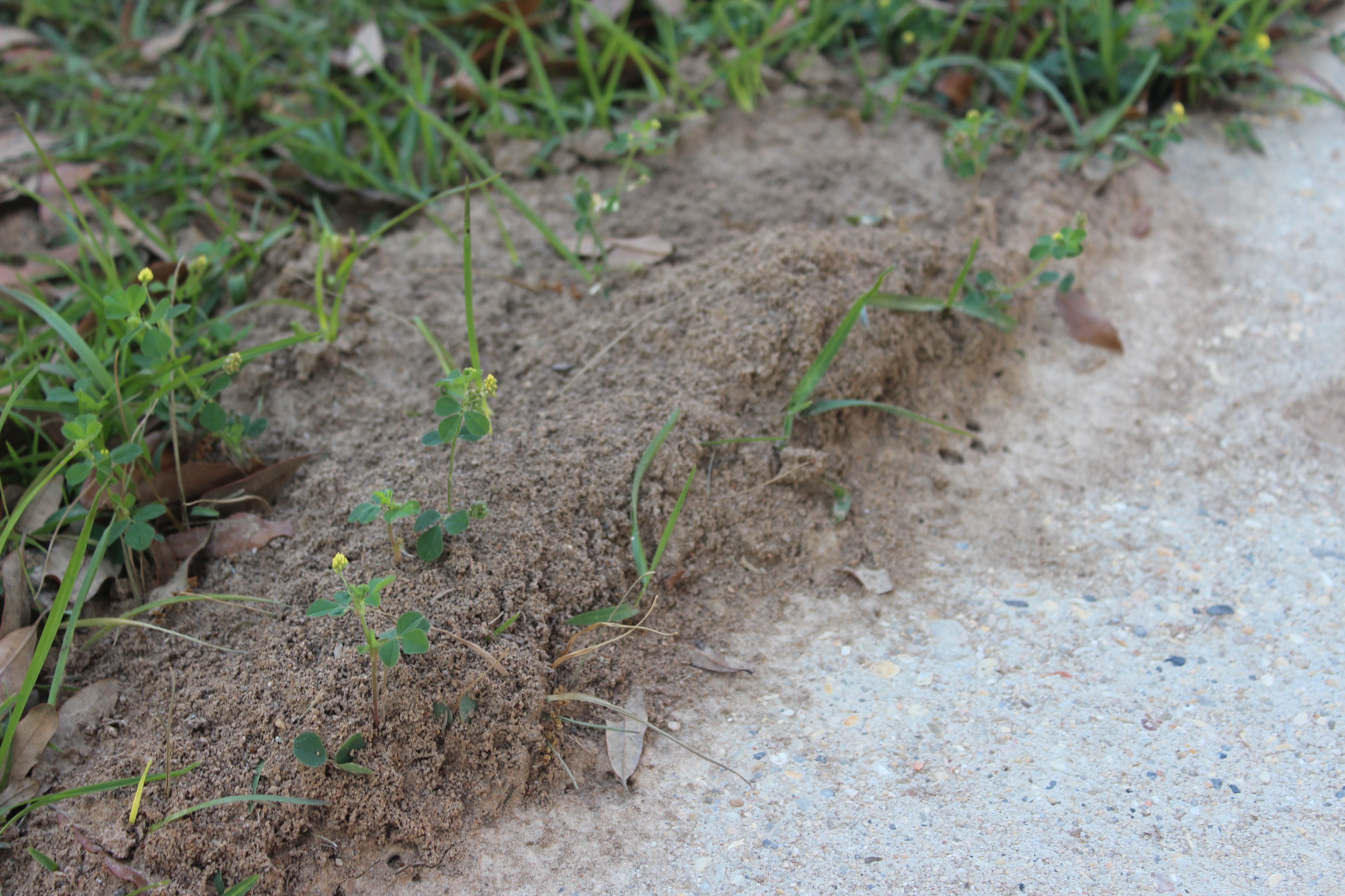 An Ant's View of the World